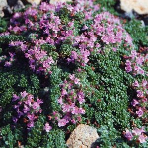 Тимьян британский