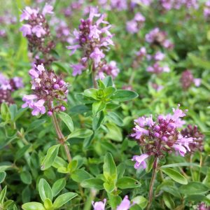 Тимьян блошиный