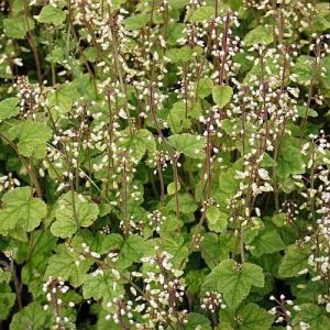 Тиарелла многолистная "Filigran"