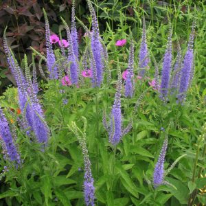 Вероникаструм виргинский f. caeruleum