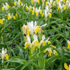 Ирис бухарский