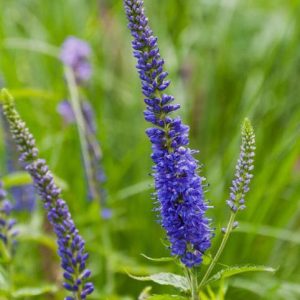 Вероника длиннолистная "Blue Shades"