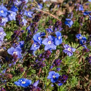 Вероника армянская