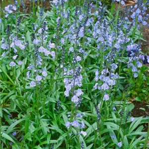 Вероника горечавковая "Little Blues"