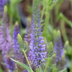 Вероника орхидная "Blue Fingers"