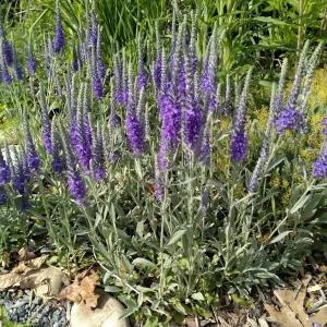 Вероника седая "Silbersee"