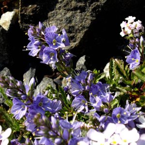 Вероника Шмидта