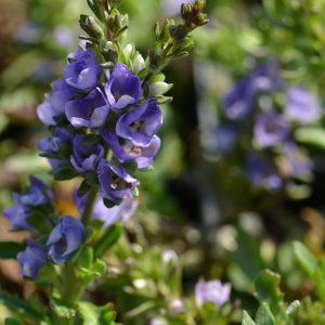 Вероника Шмидта