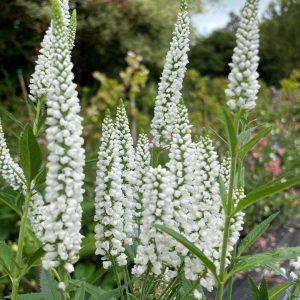 Вероника колосистая "Alba"