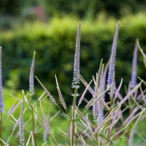 Вероникаструм виргинский f. caeruleum