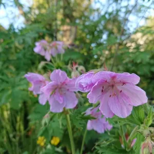 Герань луговая "Rose Queen"