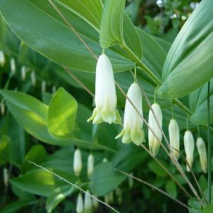 Купена обыкновенная