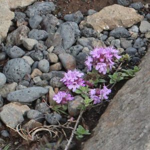 Тимьян британский