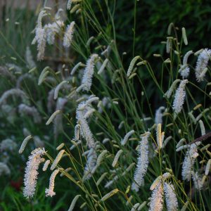 Кровохлёбка мелкоцветковая