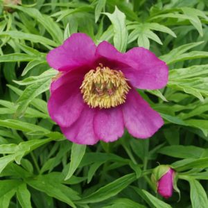 Пион уклоняющийся