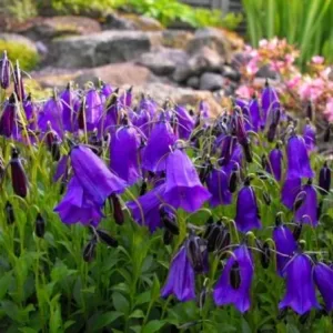 Колокольчик темный "Blue Drops"