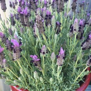Лаванда стэхадская "Bandera Purple"