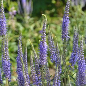 Вероника сахалинская "Blue Pyramid"