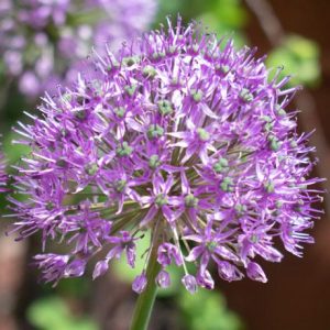 Лук афлатунский