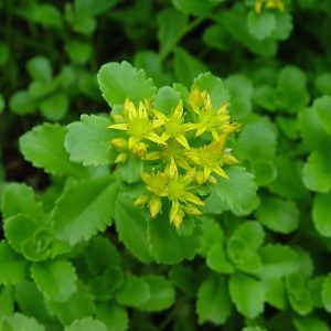 Очиток живучий