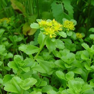 Очиток камчатский