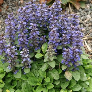 Живучка ползучая