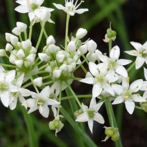 Лук пахучий