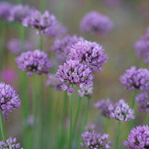 Лук угловатый