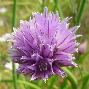 Лук скорода