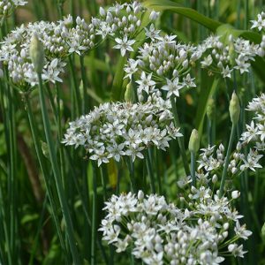 Лук клубневой