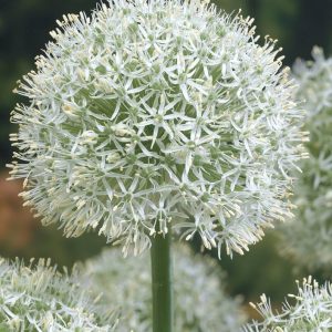 Лук скорода "White One"