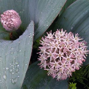 Лук каратавский