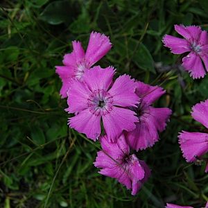 Гвоздика альпийская
