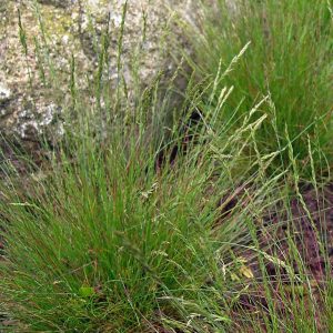 Овсяница аметистовая