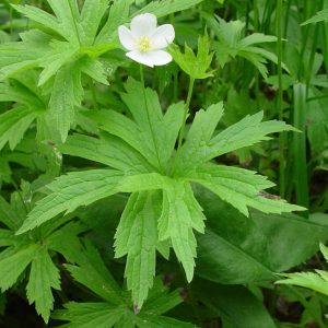 Анемона канадская