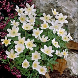 Анемона дубравная