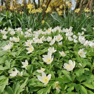 Анемона дубравная