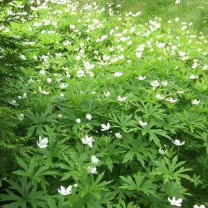 Анемона канадская