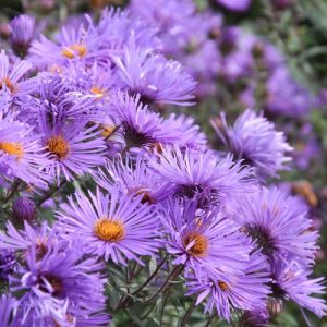 Астра ново-английская