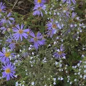 Астра эффектная