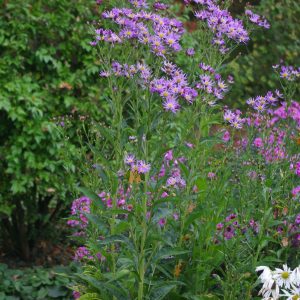 Астра татарская