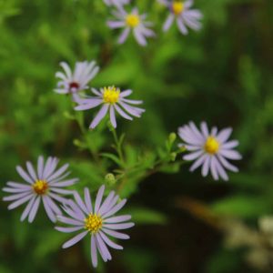 Астра закрученная