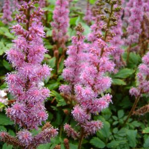 Астильба китайская карликовая