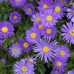 Астра альпийская "Dunkle Schöne"