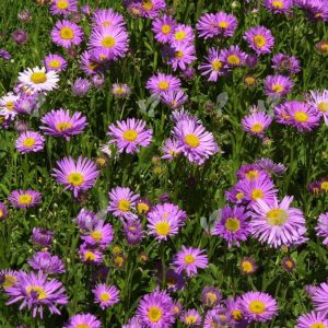 Астра альпийская "Happy End"