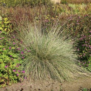 Овсяница Мэра