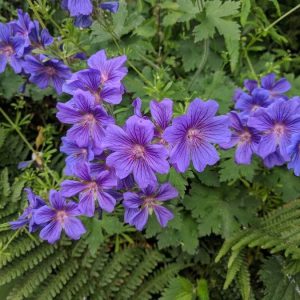 Герань грузинская