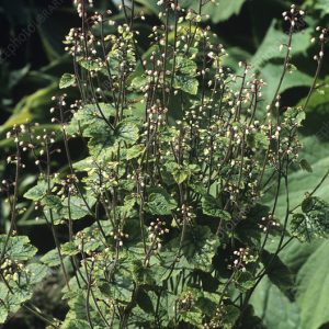 Тиарелла многолистная "Filigran"