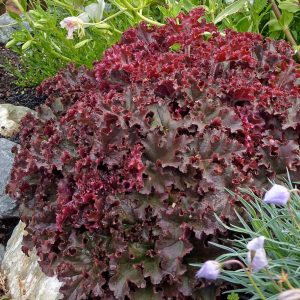 Гейхера американская "Melting Fire"