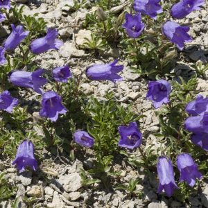 Колокольчик приальпийский